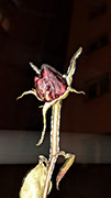 ‘Freezing soul’, Sofiya Ruban, 16 years old, (teacher T.D. Azarenko), Kharkiv