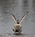 ‘The birth of Aphrodite’, Oleksandr Gorbach, 10 years old, (teacher T.D. Azarenko), Kharkiv